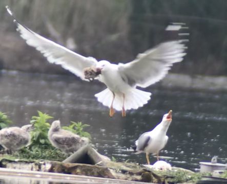 2019_06_12__Mittelmeermoeve_pulli_Lachmoeve_im Schnabel__Tongruben_Mechtersheim_(Foto_Weiss).jpg